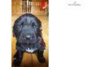 Newfoundland Puppy for sale in Duluth, MN, USA