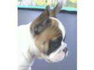 French Bulldog Puppy for sale in Virginia, MN, USA