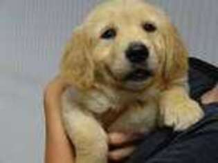 Golden Retriever Puppy for sale in Oakville, IA, USA