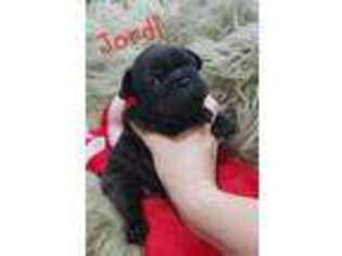 French Bulldog Puppy for sale in Hohenwald, TN, USA