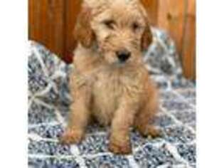 Goldendoodle Puppy for sale in Modesto, CA, USA