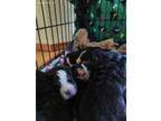 Bernese Mountain Dog Puppy for sale in Roy, WA, USA
