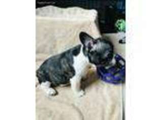 French Bulldog Puppy for sale in Manlius, NY, USA