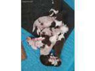 Border Collie Puppy for sale in Choctaw, OK, USA
