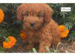 Goldendoodle Puppy for sale in Fort Wayne, IN, USA