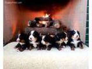 Bernese Mountain Dog Puppy for sale in Idaho Falls, ID, USA