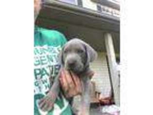 Weimaraner Puppy for sale in Knoxville, IA, USA