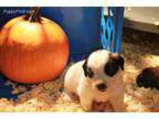 Saint Bernard Puppy for sale in Hudson, MI, USA