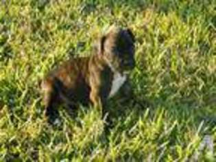 Boxer Puppy for sale in PLEASANTON, TX, USA