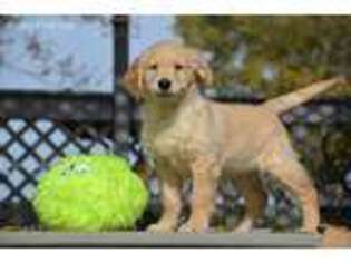 Golden Retriever Puppy for sale in Bryan, OH, USA