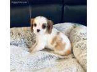 Cavalier King Charles Spaniel Puppy for sale in Flagstaff, AZ, USA