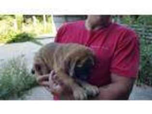 Mastiff Puppy for sale in Whitewater, WI, USA