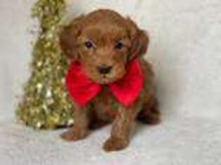 Goldendoodle Puppy for sale in Marstons Mills, MA, USA