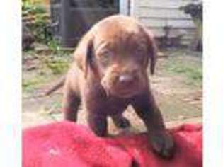 Labrador Retriever Puppy for sale in Columbia, PA, USA