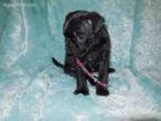 Buggs Puppy for sale in North Haledon, NJ, USA