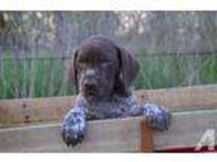 German Shorthaired Pointer Puppy for sale in PONSFORD, MN, USA