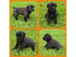 Cane Corso Puppy for sale in Ashburn, VA, USA