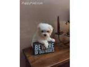 Maltese Puppy for sale in Pittsfield, NH, USA