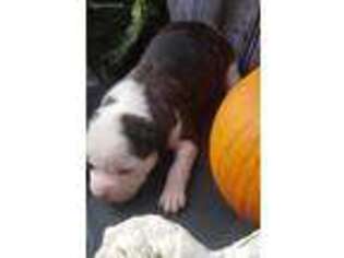 American Bulldog Puppy for sale in Bolivar, MO, USA