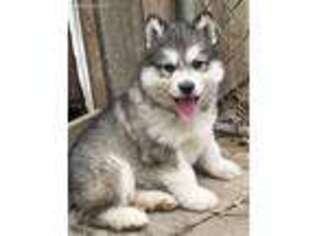 Alaskan Malamute Puppy for sale in Trivoli, IL, USA