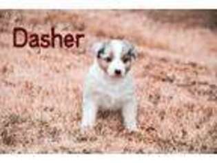 Australian Shepherd Puppy for sale in Oklahoma City, OK, USA
