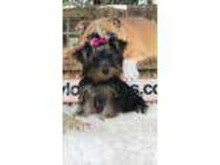 Yorkshire Terrier Puppy for sale in Cranston, RI, USA