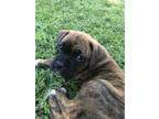 Boxer Puppy for sale in Fairhope, AL, USA
