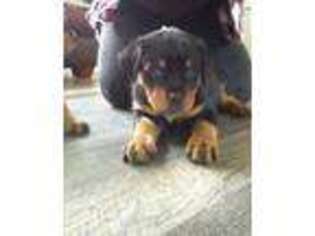 Rottweiler Puppy for sale in Germantown, NY, USA