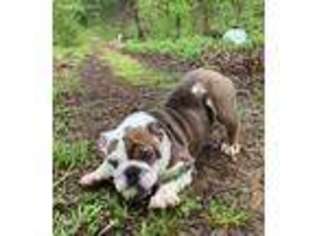 Bulldog Puppy for sale in Greenville, KY, USA