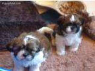 Mutt Puppy for sale in Geneseo, KS, USA