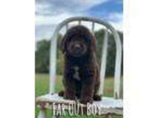 Labradoodle Puppy for sale in Haslet, TX, USA