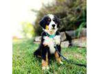 Bernese Mountain Dog Puppy for sale in California, MO, USA