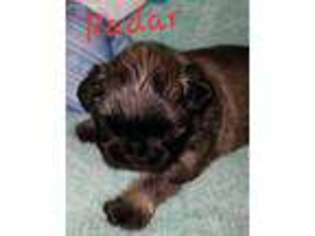 Mutt Puppy for sale in Lincoln, AR, USA