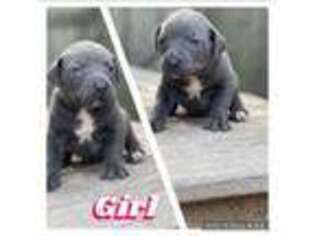 Cane Corso Puppy for sale in Toledo, OH, USA