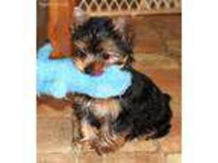 Yorkshire Terrier Puppy for sale in Howard City, MI, USA