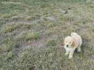 Goldendoodle Puppy for sale in Concordia, KS, USA