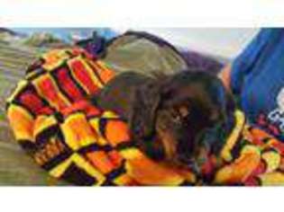 Dachshund Puppy for sale in Oxford, OH, USA