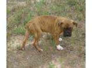 Boxer Puppy for sale in De Berry, TX, USA