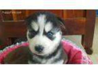 Siberian Husky Puppy for sale in New London, NC, USA