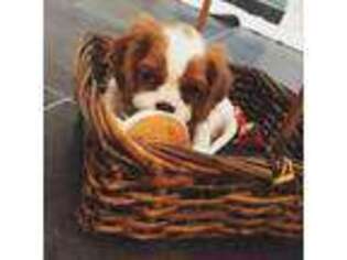 Cavalier King Charles Spaniel Puppy for sale in Halifax, PA, USA