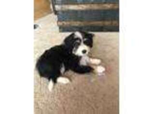 Mutt Puppy for sale in Greenwood, SC, USA