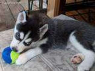 Siberian Husky Puppy for sale in Lafayette Hill, PA, USA