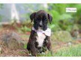 Boxer Puppy for sale in Canton, OH, USA