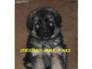 German Shepherd Dog Puppy for sale in Watsontown, PA, USA