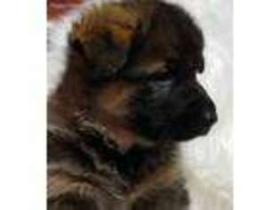 German Shepherd Dog Puppy for sale in Bridgewater, VA, USA