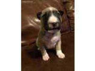 Bull Terrier Puppy for sale in Elk City, OK, USA