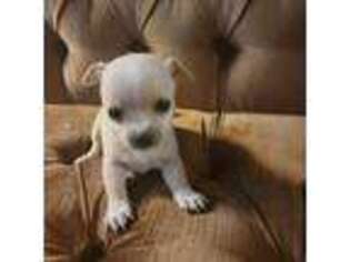Chihuahua Puppy for sale in Findlay, OH, USA