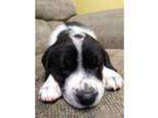 Great Dane Puppy for sale in Thurmont, MD, USA