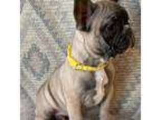 French Bulldog Puppy for sale in Eldon, IA, USA