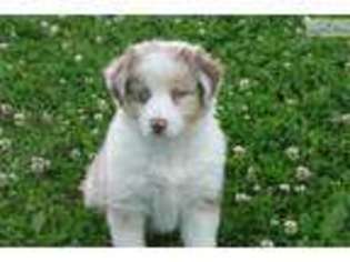 Medium Photo #1 Australian Shepherd Puppy For Sale in Saint Louis, MO, USA